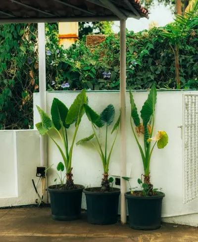 Pots
